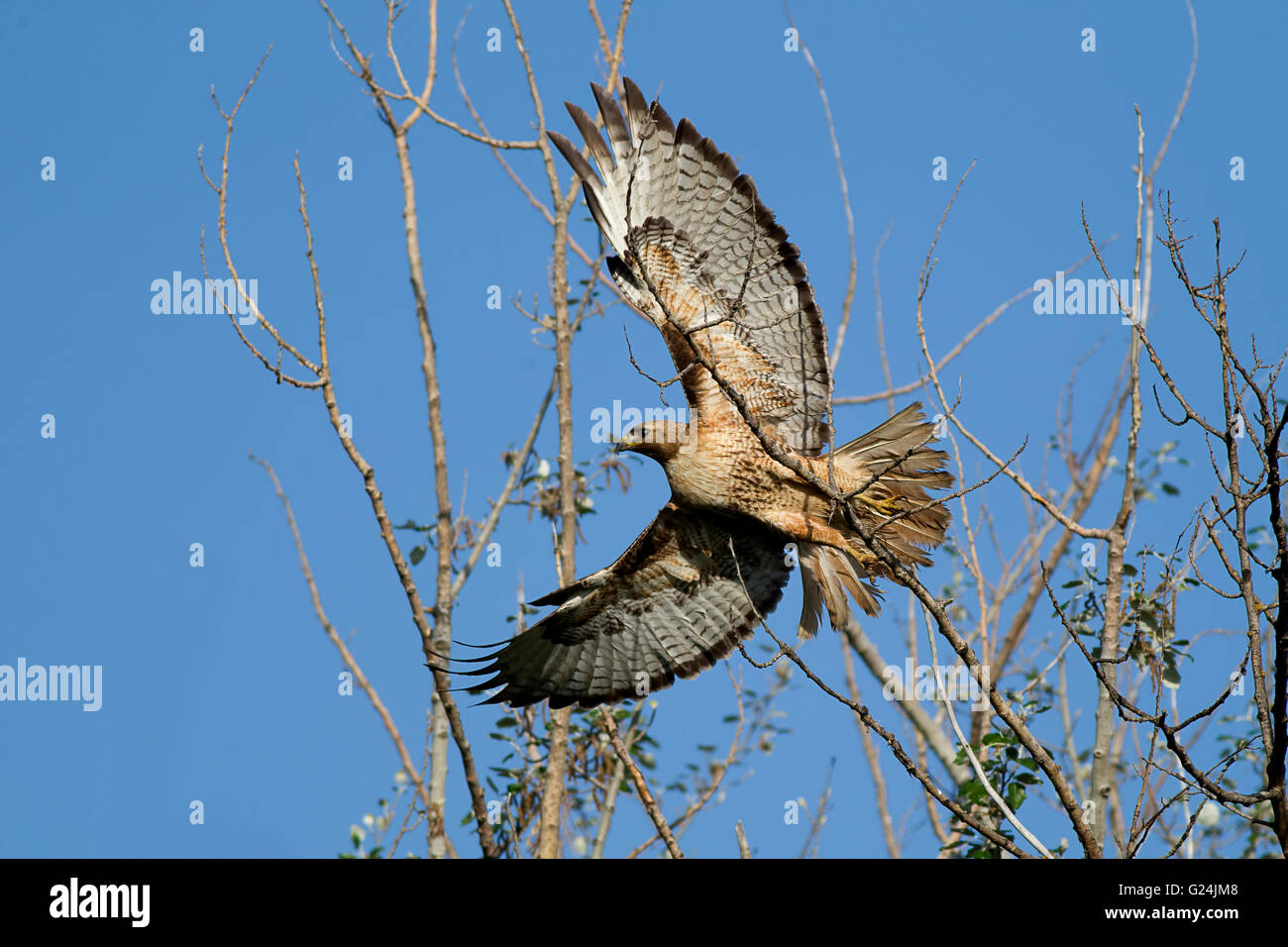 Un rosso-tailed hawk prende il volo fuori un ramo. Foto Stock