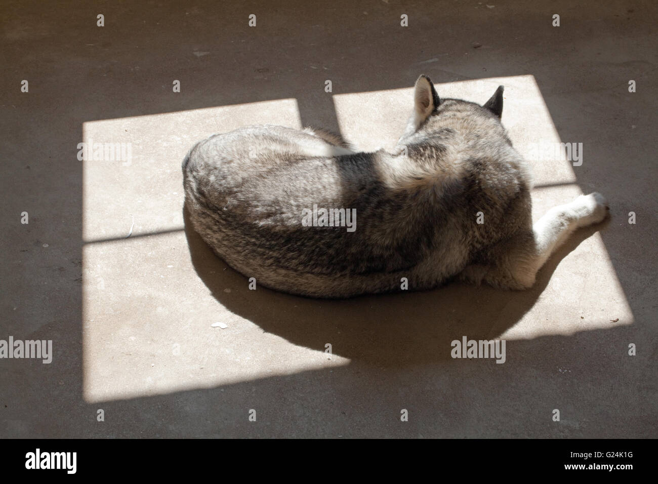 Cane, un Siberian Husky (Canis lupus familiaris), cercando il calore del sole che splende attraverso un telaio di finestra su un pavimento di cemento. Foto Stock