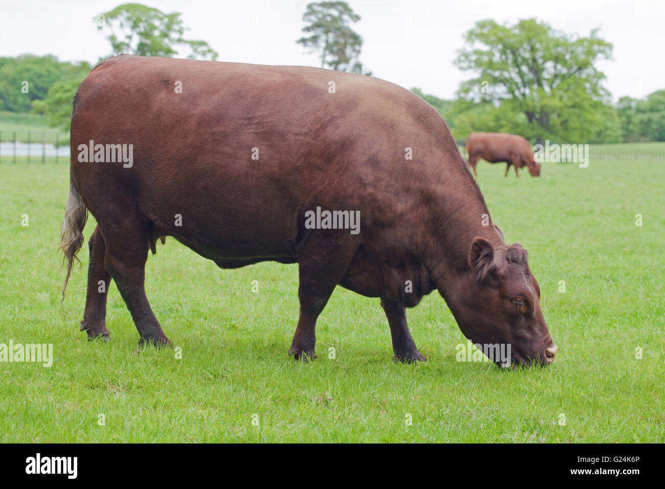 Sussex Vacca (Bos primigenius). Il pascolo. Carni bovine di razza rara. Storicamente allevato come un progetto di animale. Parco. Norfolk. In Inghilterra. Foto Stock