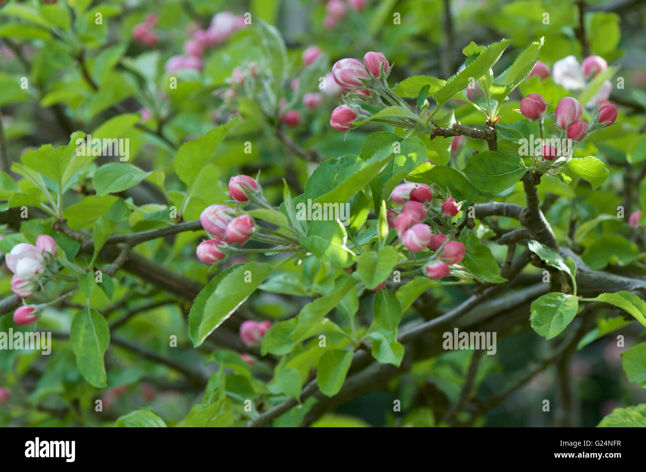 Apple Blossom gemme su una struttura ad albero Foto Stock
