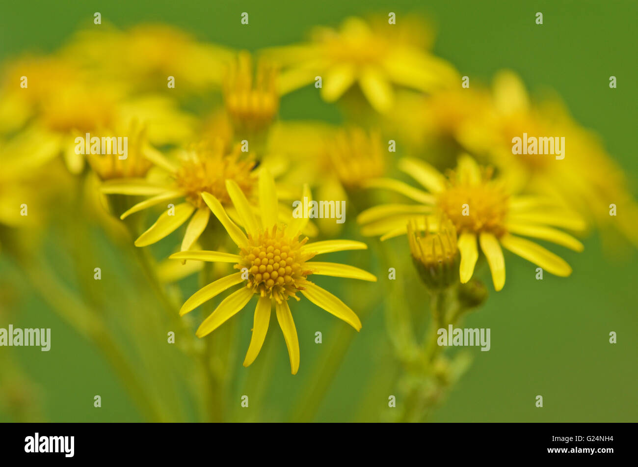 Erba tossica o Senecio jacobaea Foto Stock
