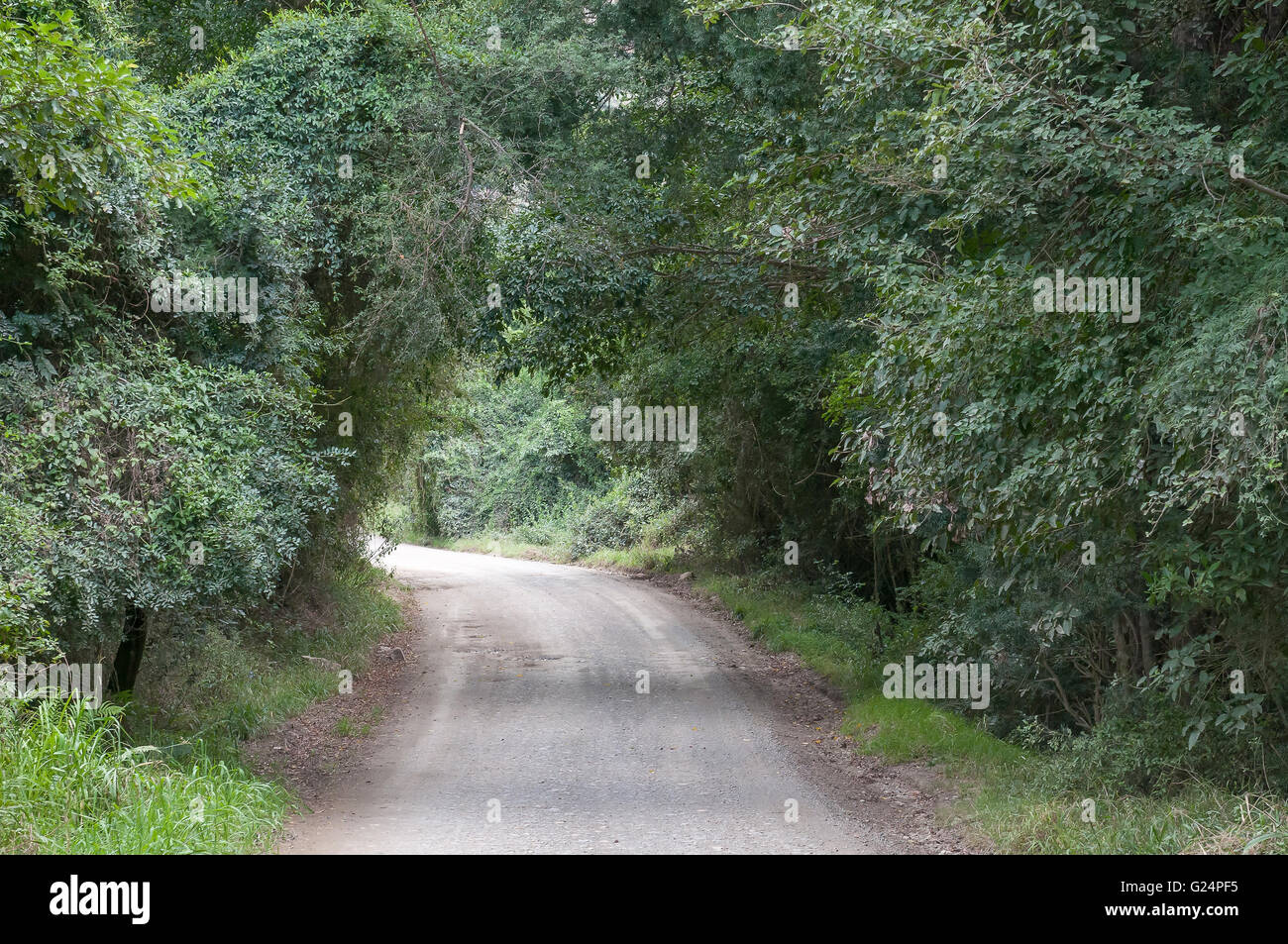 Parti della strada attraverso il Baviaanskloof (valle di babbuino) passa attraverso una fitta foresta Foto Stock