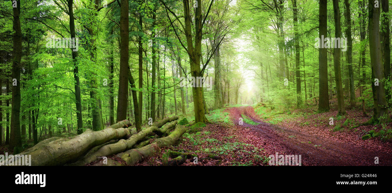 Molla tranquillo scenario della foresta con un percorso invitando a prendere una passeggiata rilassante con una bella luce morbida Foto Stock
