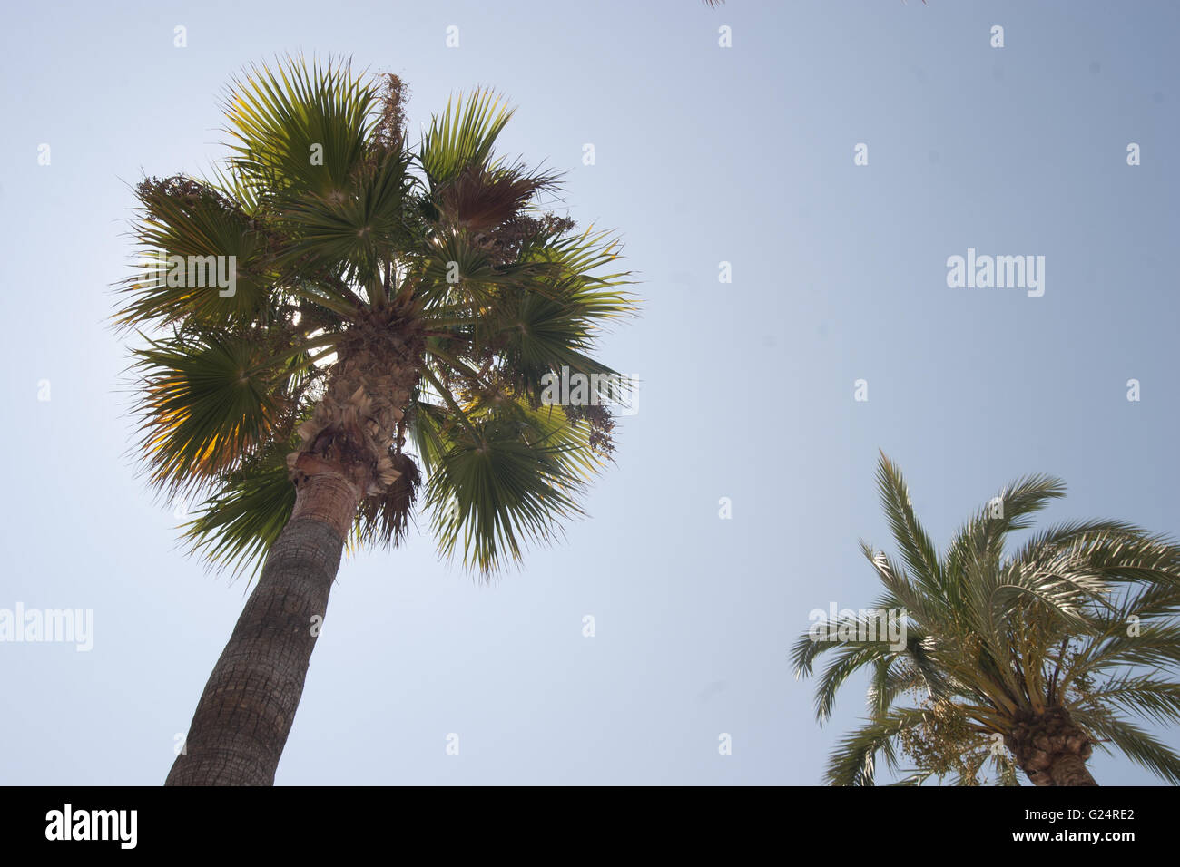 Gli alberi di palma, Palma de Maoirca Foto Stock