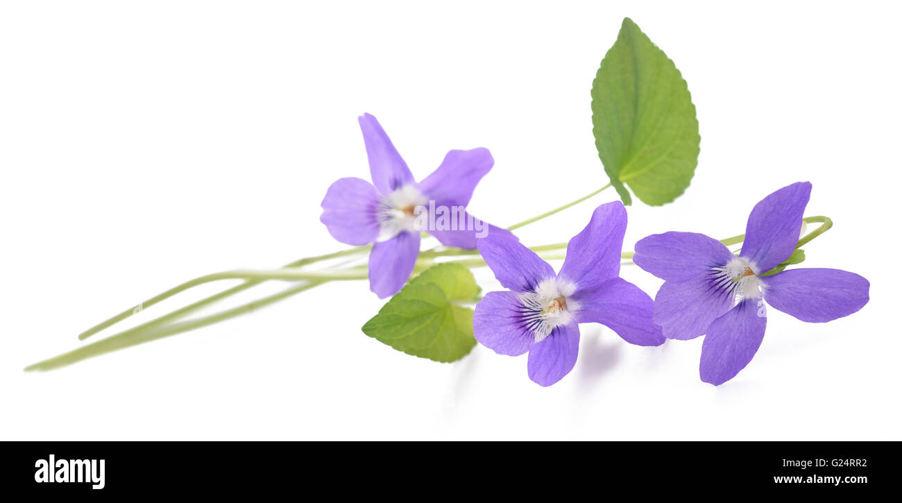 Viola Mammola, viola isolato su sfondo bianco Foto Stock