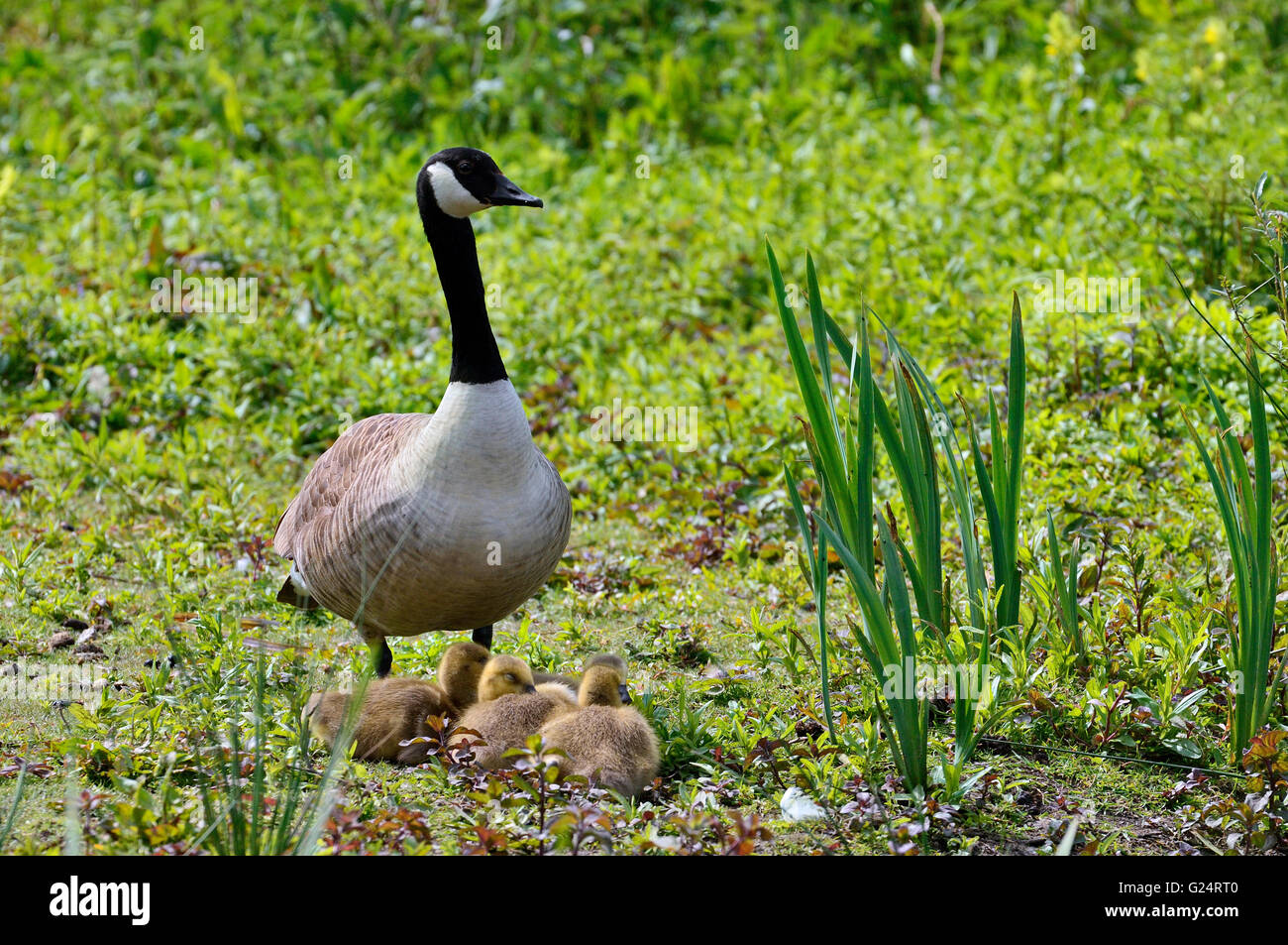 Canada goose (Branta canadensis) genitore con goslings sulla banca del lago in primavera Foto Stock