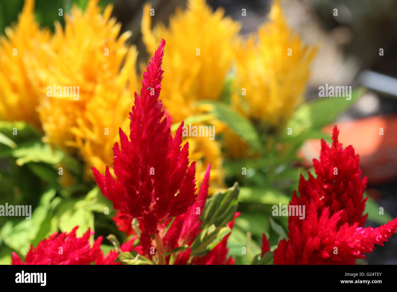 Semi Di Celosia Cristata Rossa – Cockscomb Annuale Facile Da Coltivare