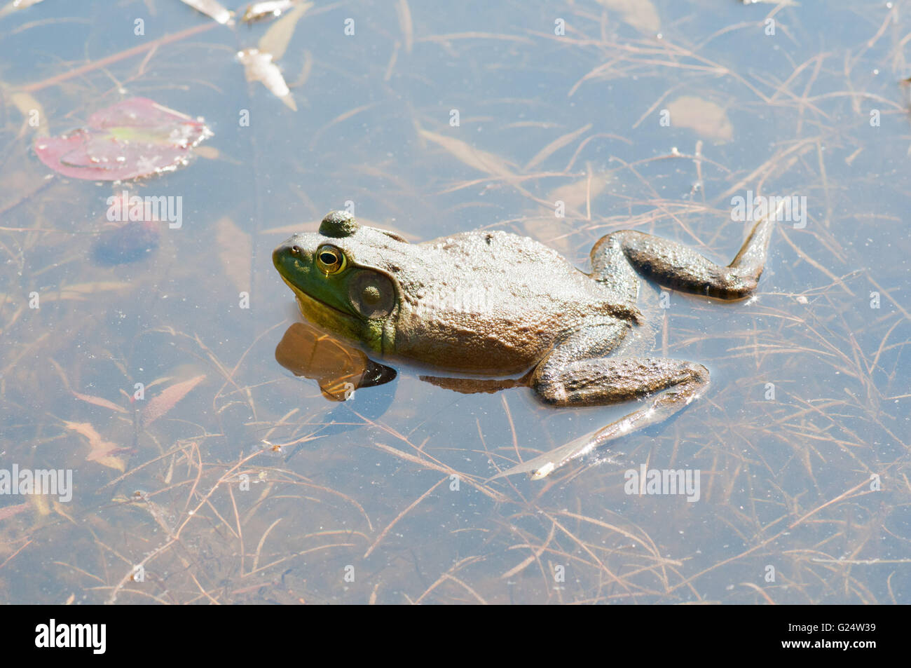 Bullfrog seduto sulla parte superiore dell'acqua in una palude. Foto Stock