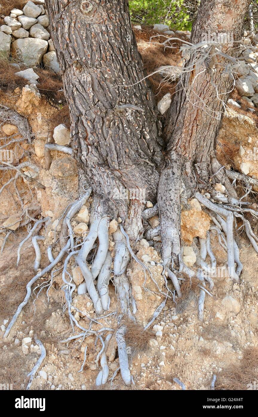 Foto delle radici degli alberi sul terreno Foto Stock