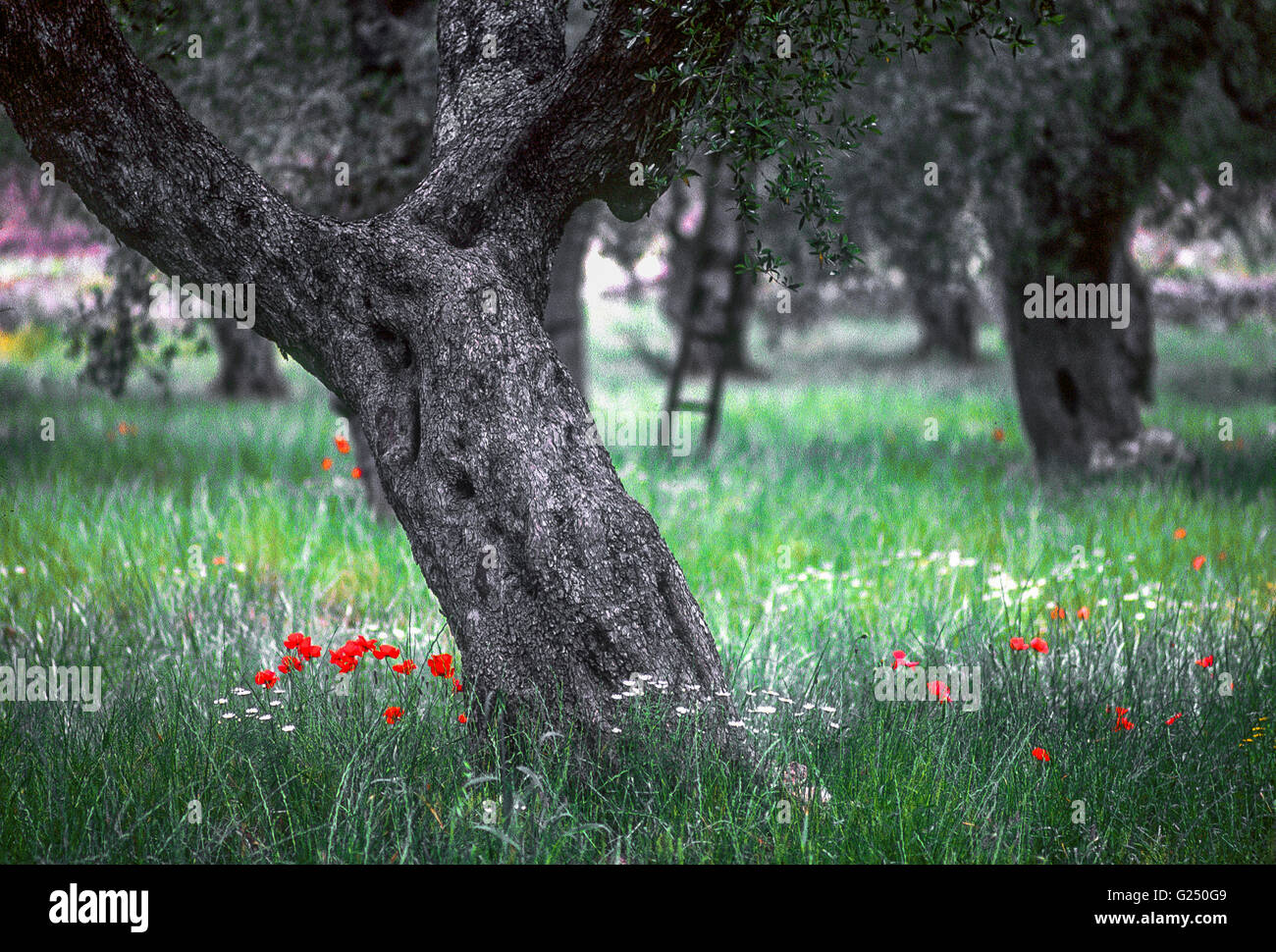 Vecchi alberi di olivo in provincia di Lecce Puglia Foto Stock