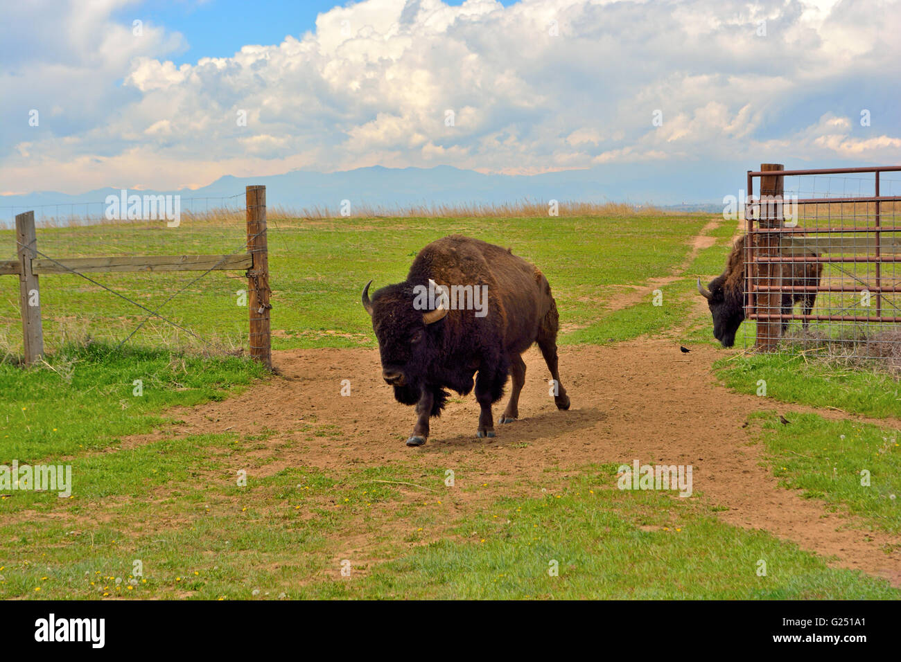 Bisonti americani Buffalo in corrispondenza di un apertura cancello di recinzione Foto Stock