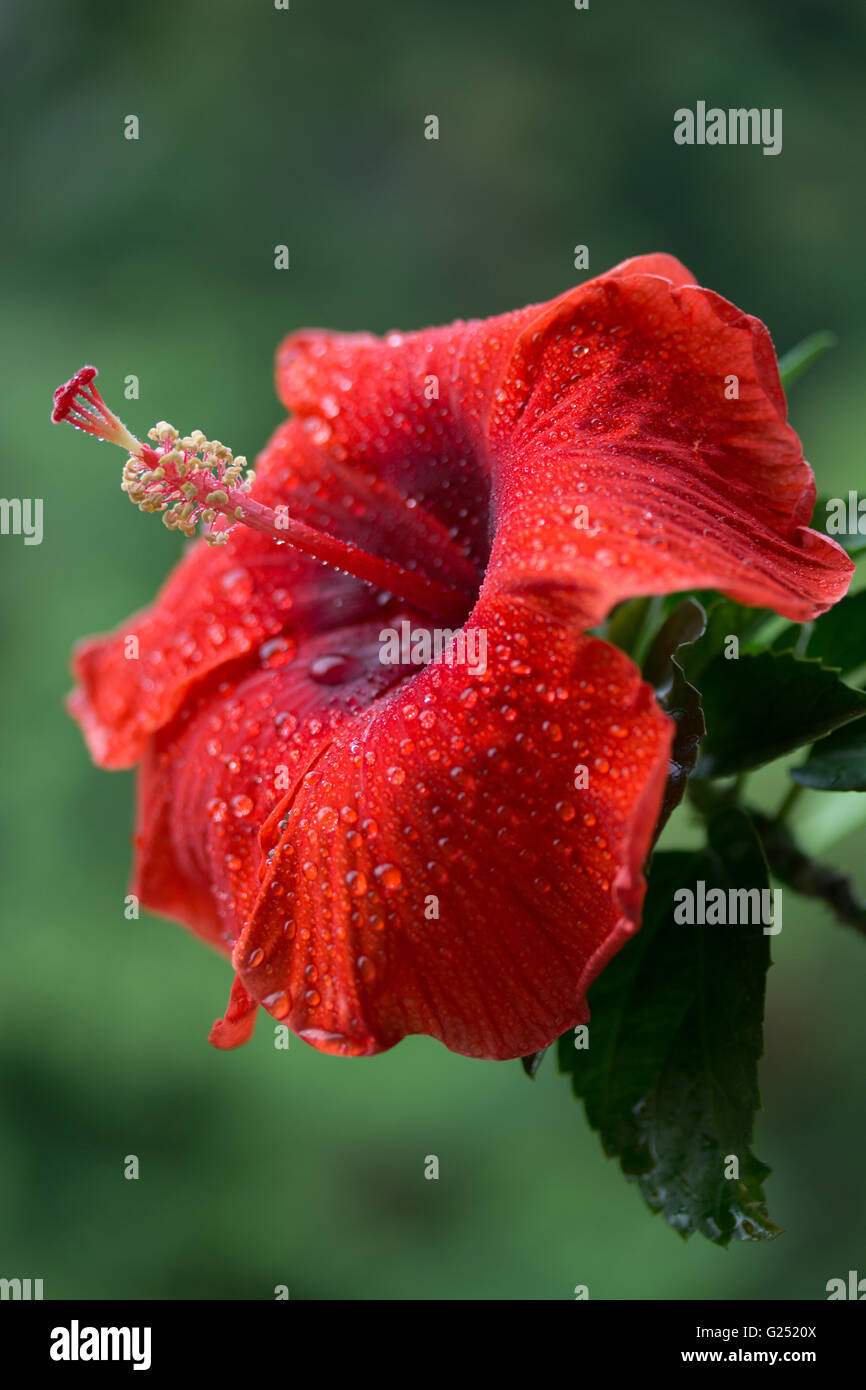Hibiscus rosa-sinensis è ampiamente coltivato nelle Filippine e conosciuta come la pianta Gumamela Foto Stock