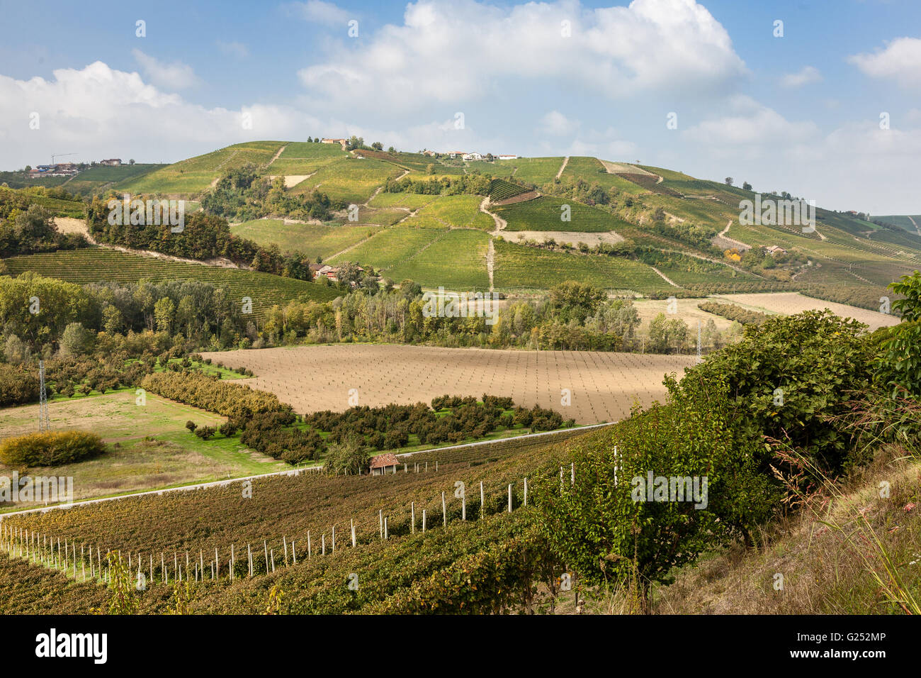 Terreni agricoli e vigneti nei pressi di Diano d'alba nella regione Piemonte del nord ovest Italia. Foto Stock
