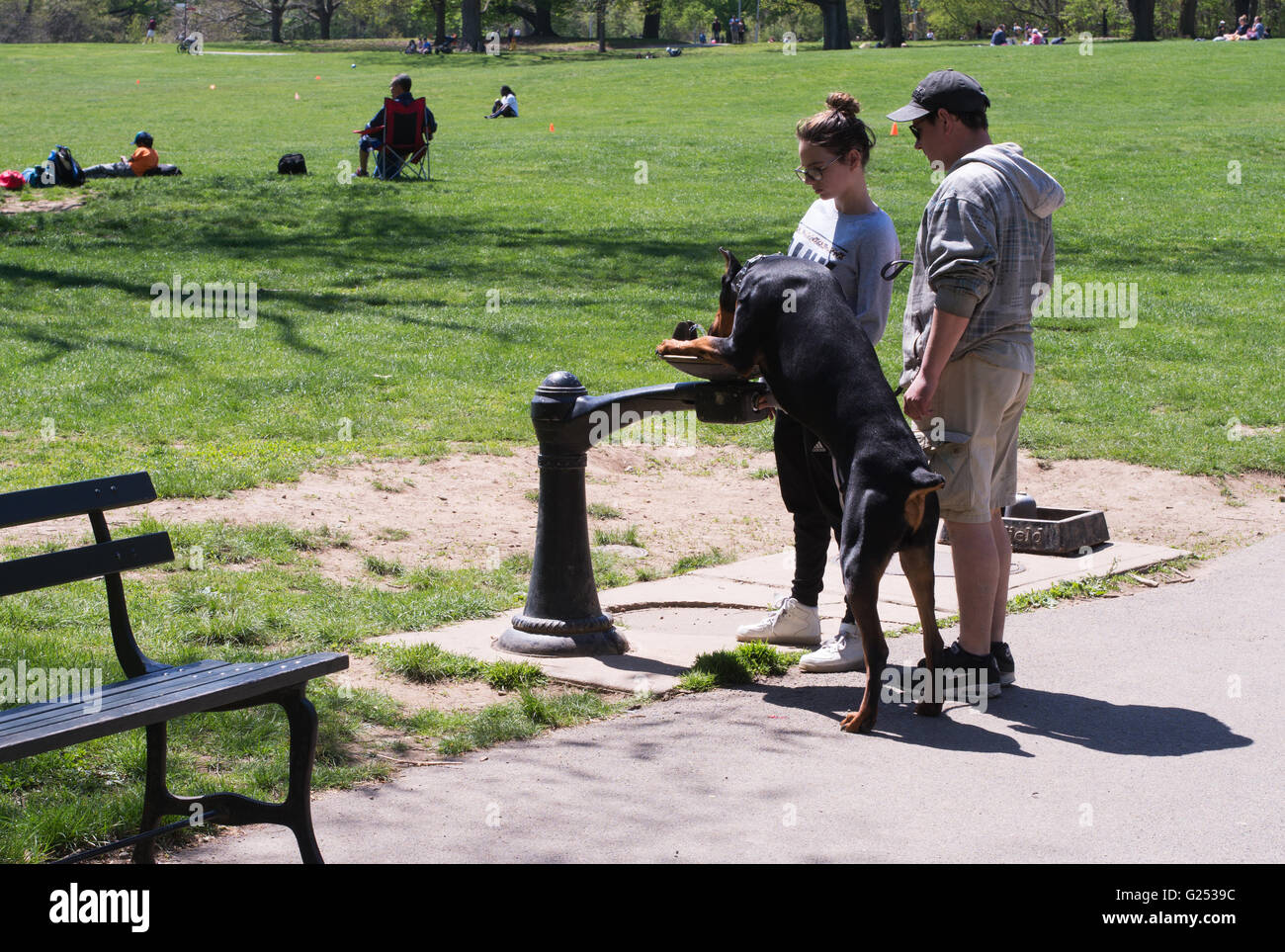 Giovane con cane Doberman di bere dalla fontana Prospect Park di Brooklyn, New York, Stati Uniti d'America Foto Stock