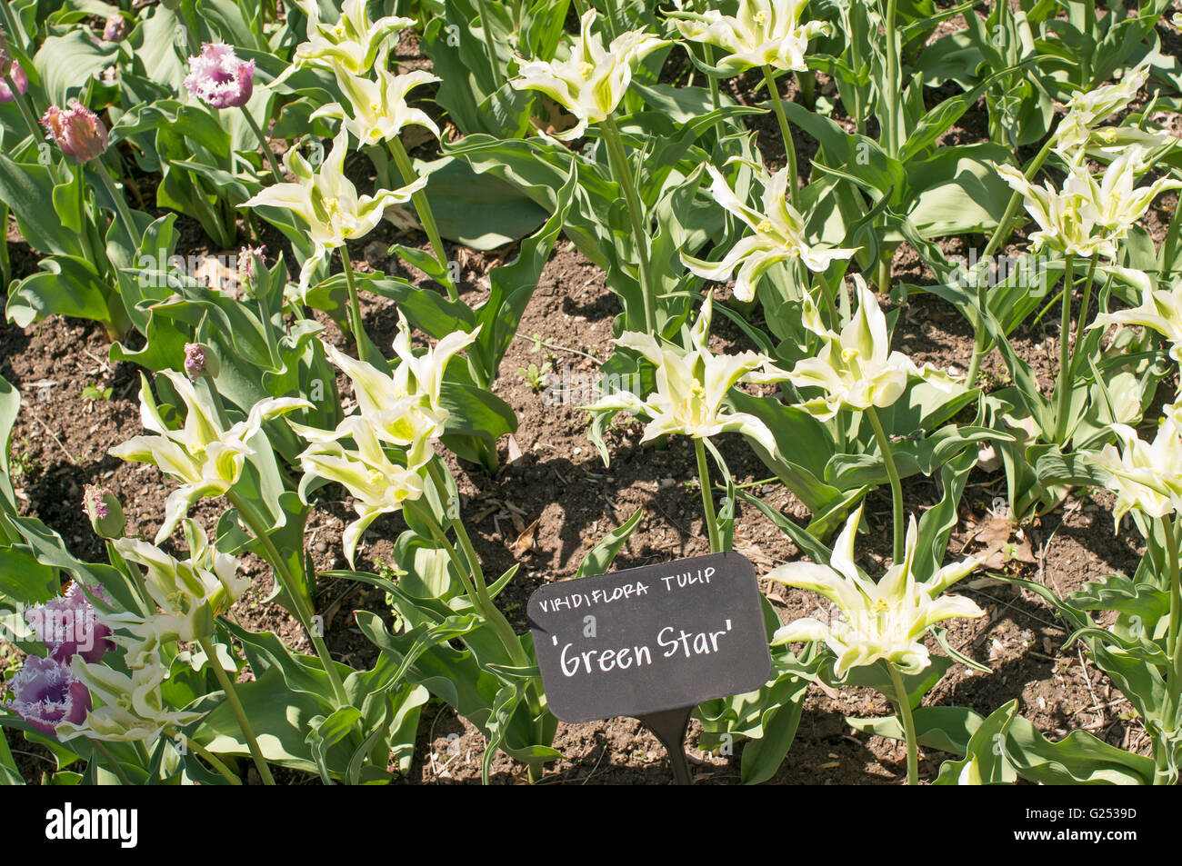 Viridiflora tulip Green Star Brooklyn Botanic Garden, New York, Stati Uniti d'America Foto Stock