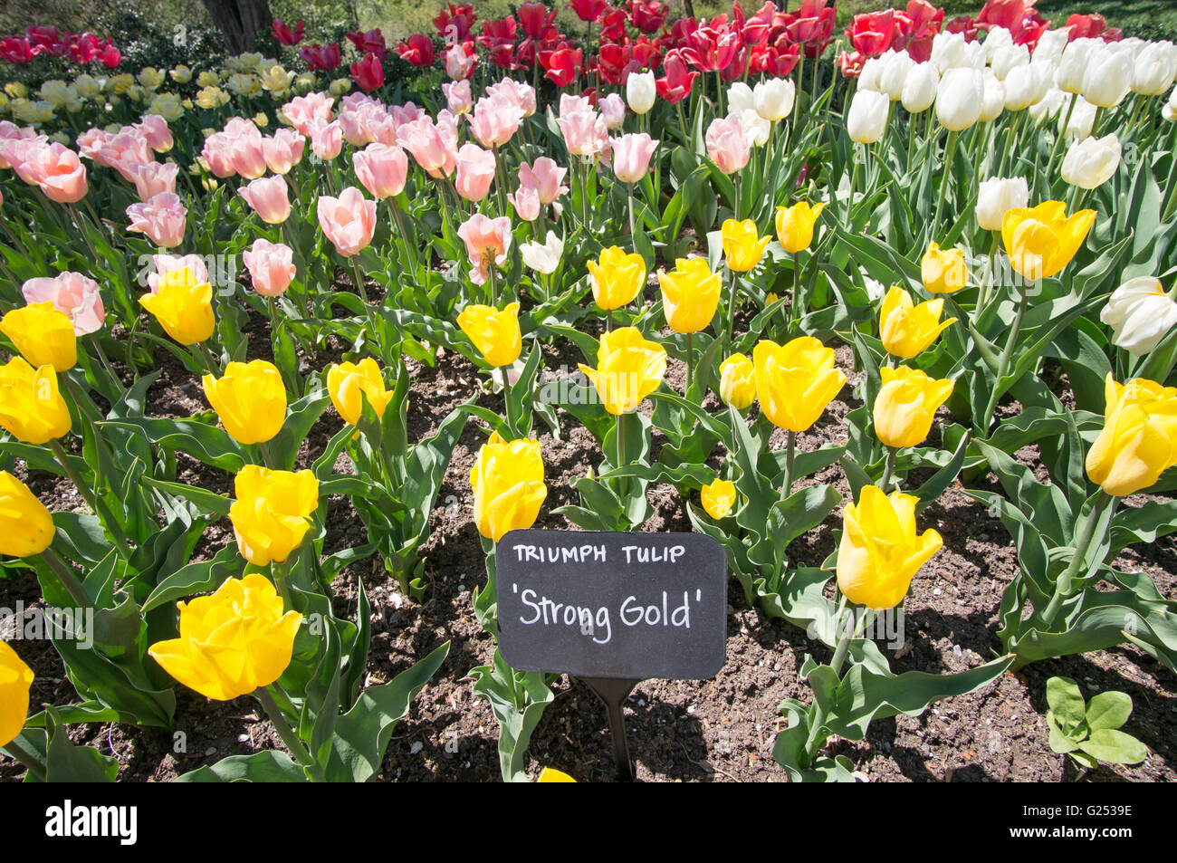 Trionfo giallo tulip forte oro, Brooklyn Botanic Garden, New York, Stati Uniti d'America Foto Stock