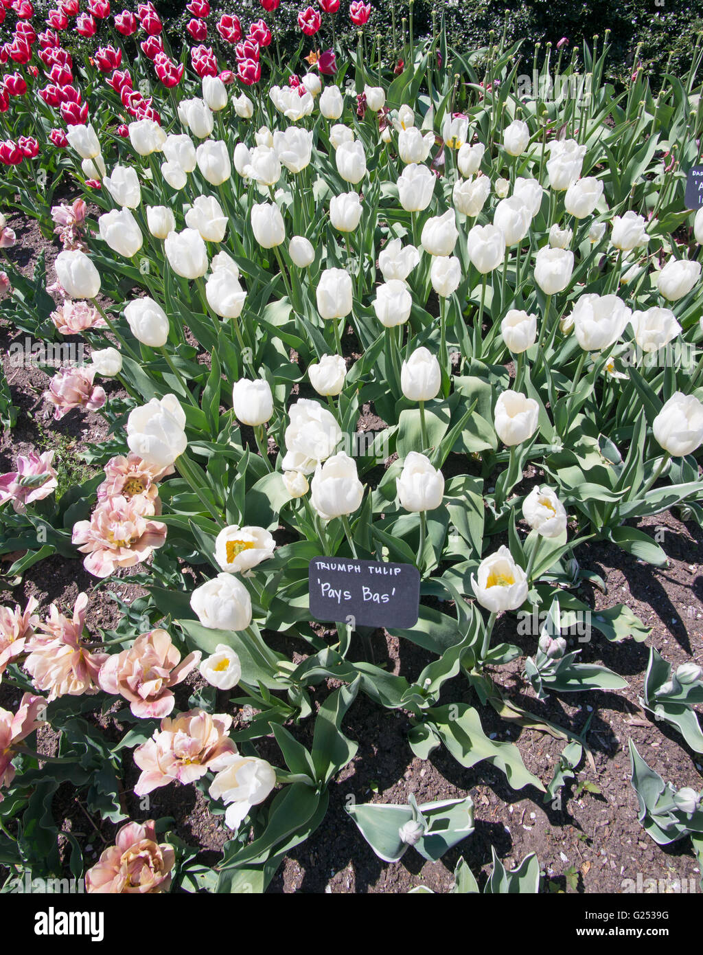 Trionfo bianco tulip Pays Bas Brooklyn Botanic Garden, New York, Stati Uniti d'America Foto Stock