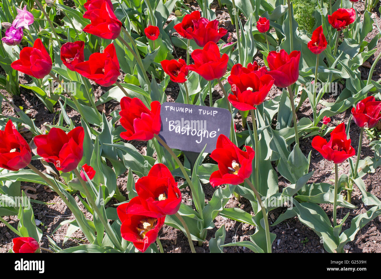 Trionfo rosso tulip Bastogne, Brooklyn Botanic Garden , New York, Stati Uniti d'America Foto Stock