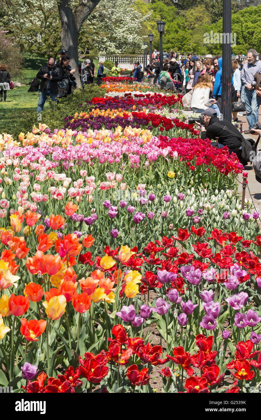 Letto di tulipani in fiore Brooklyn Botanic Garden, New York, Stati Uniti d'America Foto Stock