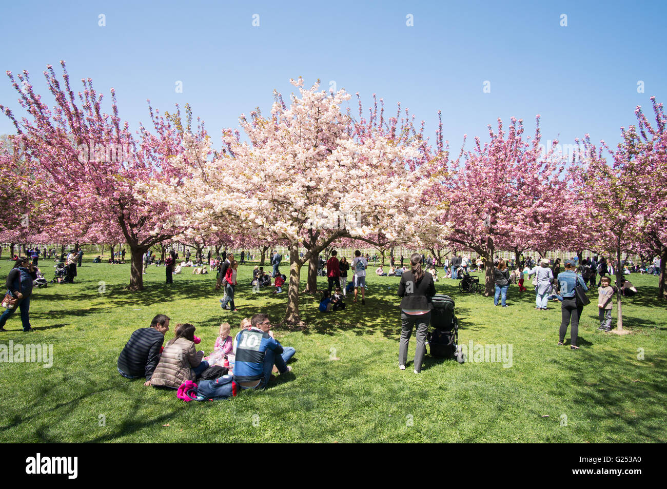 Visitatori godendo di primavera sbocciano i fiori in Brooklyn Botanic Garden, New York, Stati Uniti d'America Foto Stock