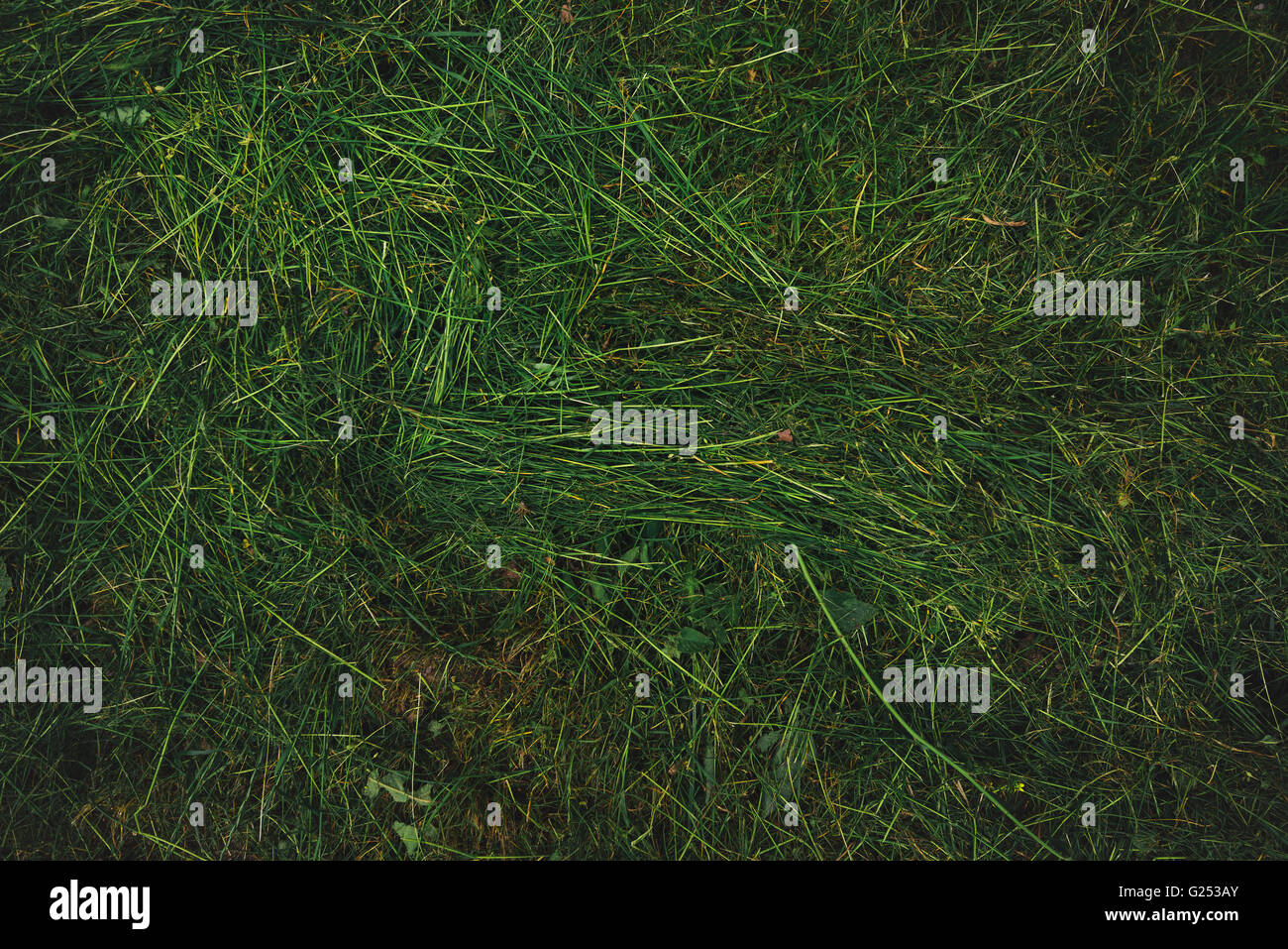 Texture di fresca di erba falciata prato, vista dall'alto di falciare campo erboso Foto Stock