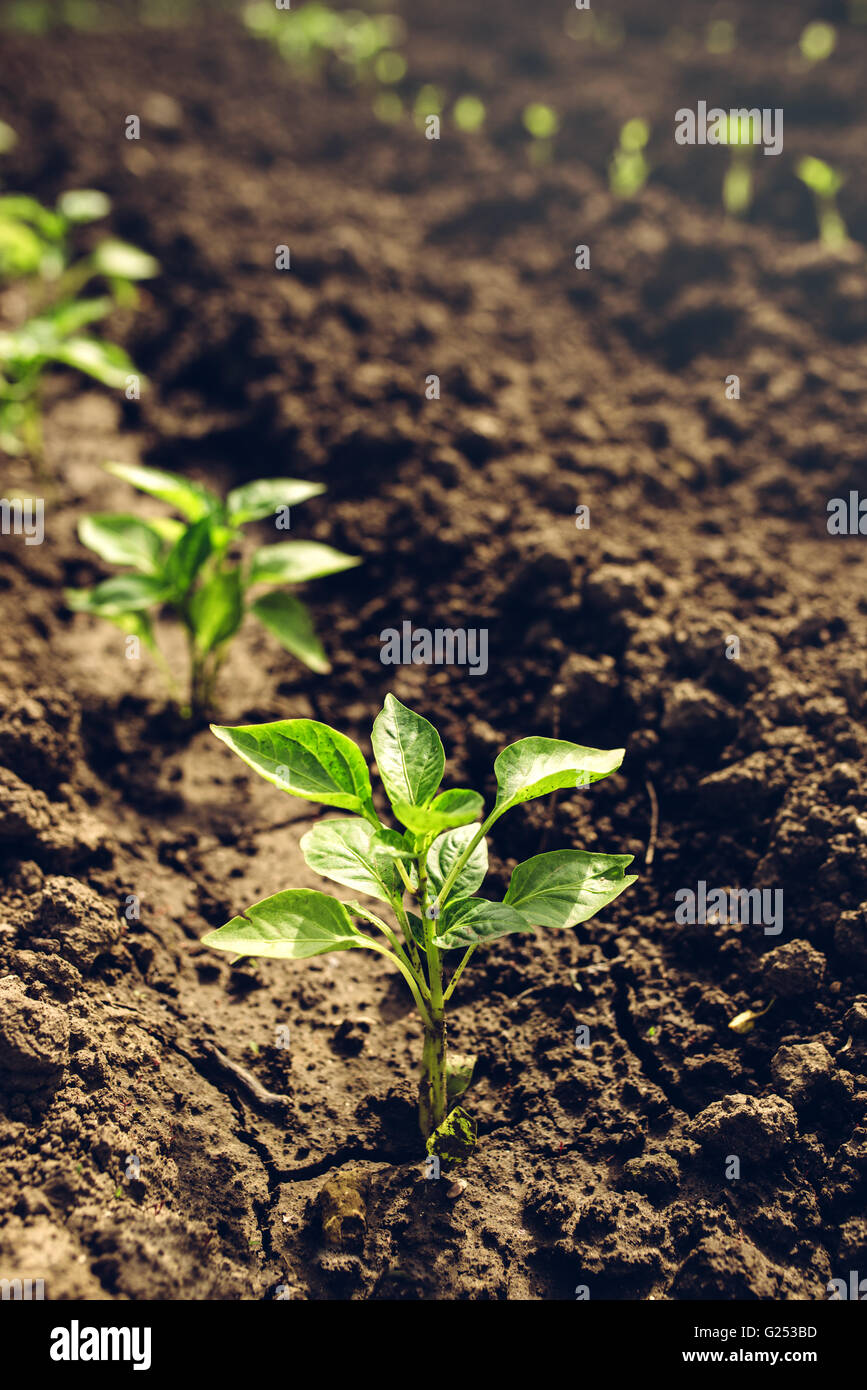 Piante di pepe in crescita in orto, sviluppati internamente la produzione di alimenti biologici. Foto Stock