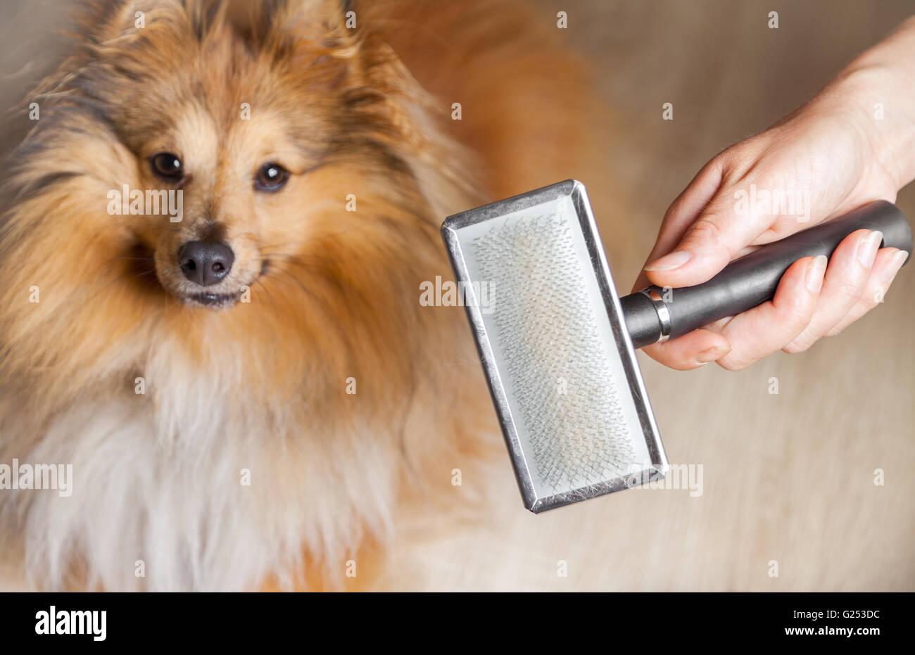 Toelettatura con un cane spazzola su una shetland sheepdog Foto Stock