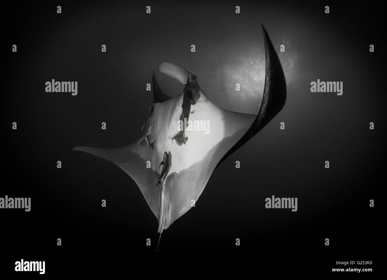 Oceanic Manta ray nuoto Socorro, Messico Foto Stock