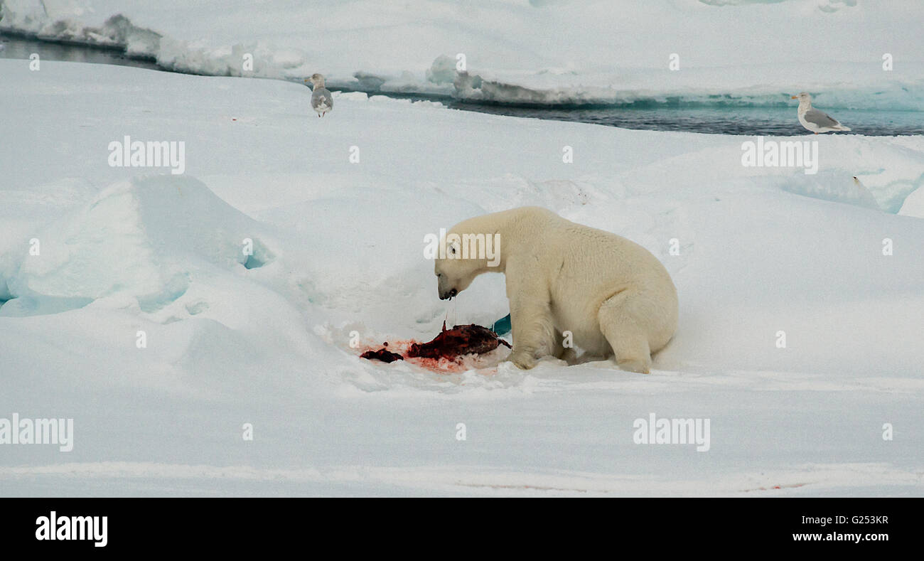 Orso polare di ispezionare la guarnizione sulla carcassa di un glaçon nell'Oceano Artico nord delle Svalbard. Foto Stock