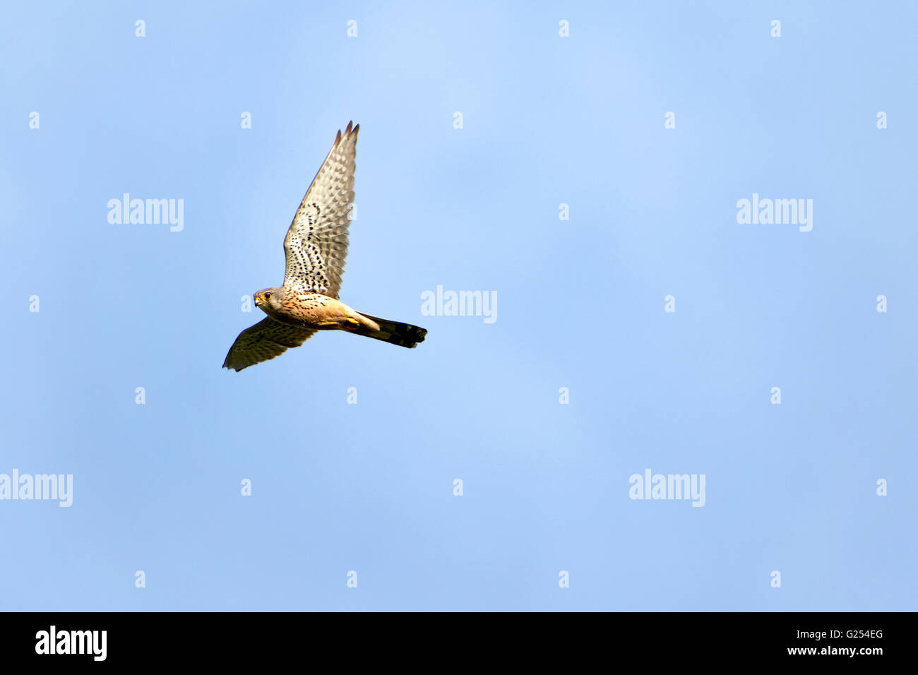 Grillaio (Falco naumanni), maschio adulto in volo, Alta Baviera, Germania, Europa Foto Stock