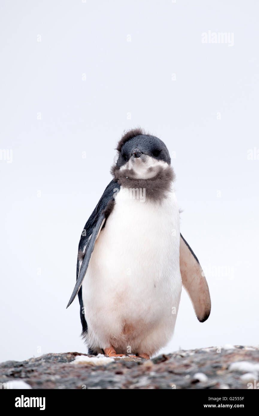 Adelie Penguin chick moulting Yalour Isola, Antartide Foto Stock