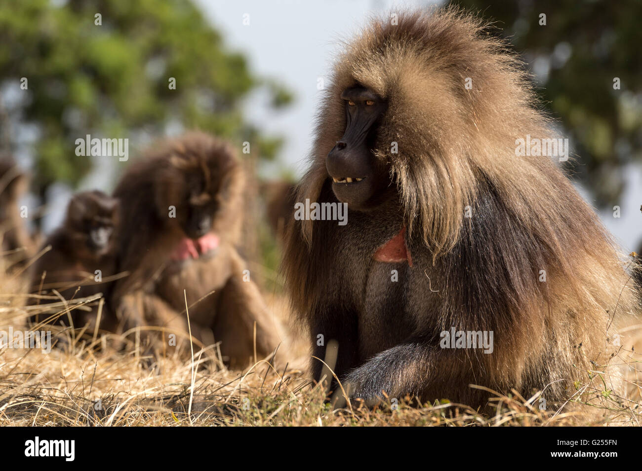 Scimmie Gelada alimentazione su erba Simien Mountains National Park, Etiopia Foto Stock