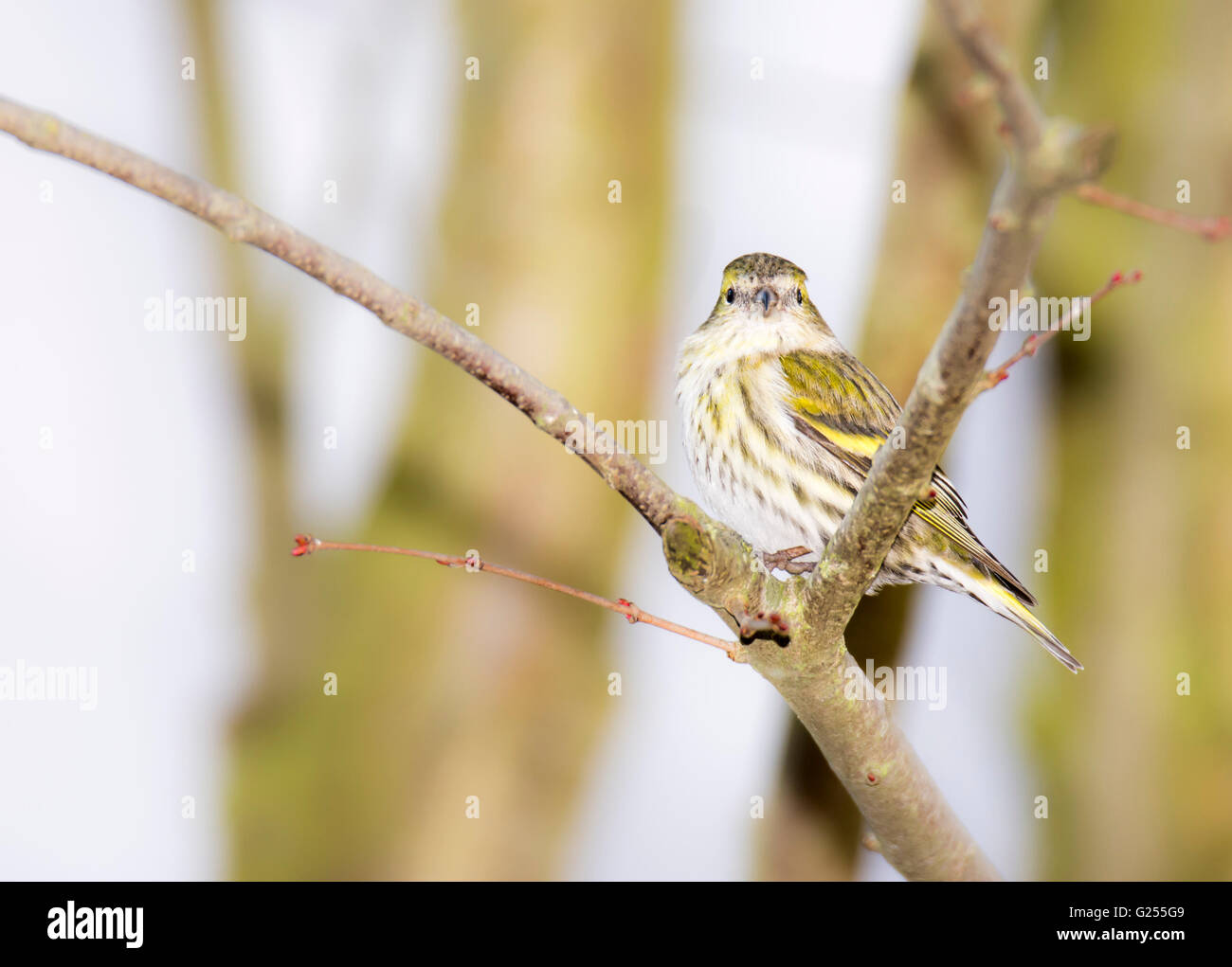 Eurasian lucherino seduto su un ramoscello di un albero Foto Stock