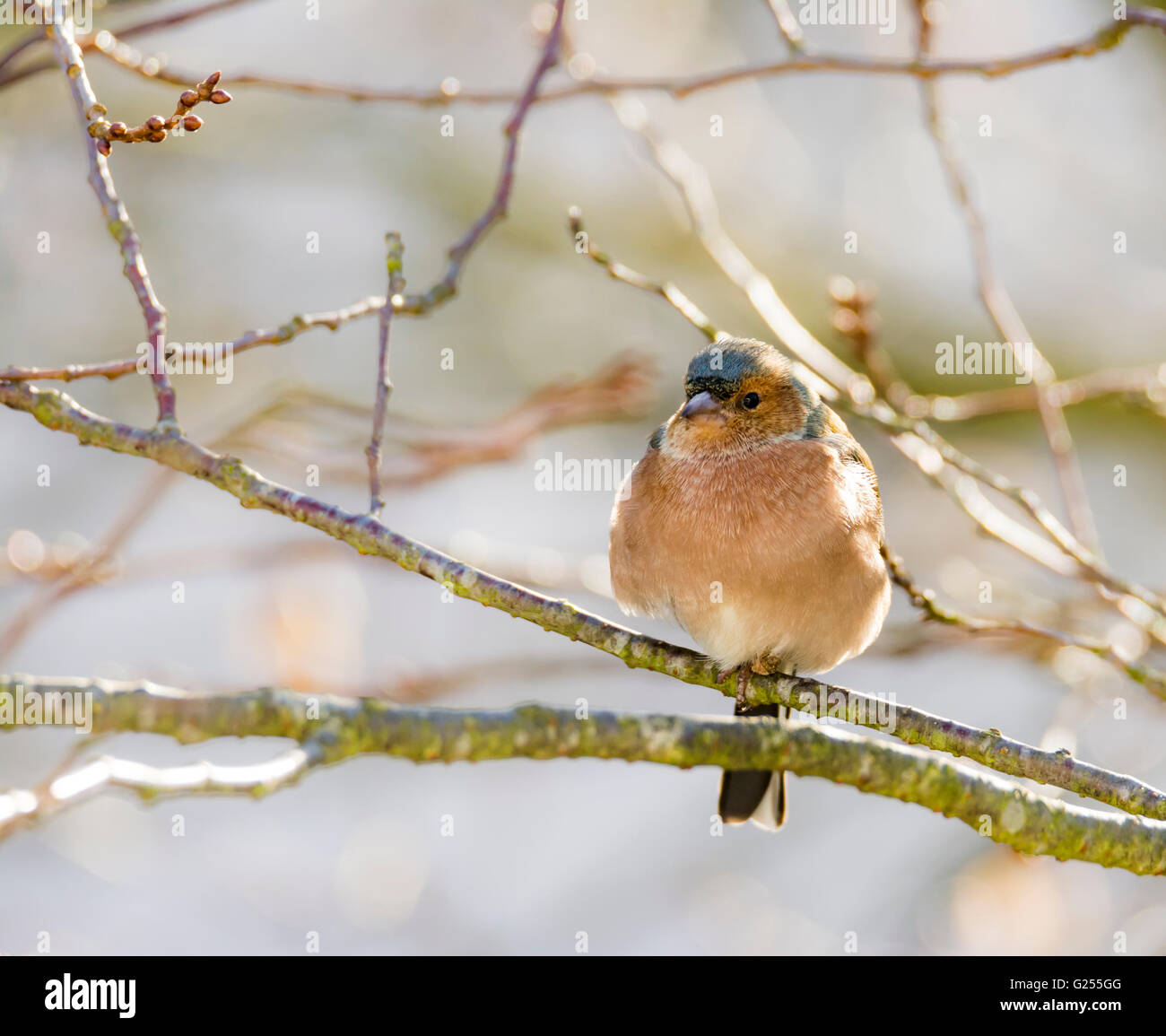 Comune (fringuello Fringilla coelebs) seduto sul ramoscello di un albero Foto Stock