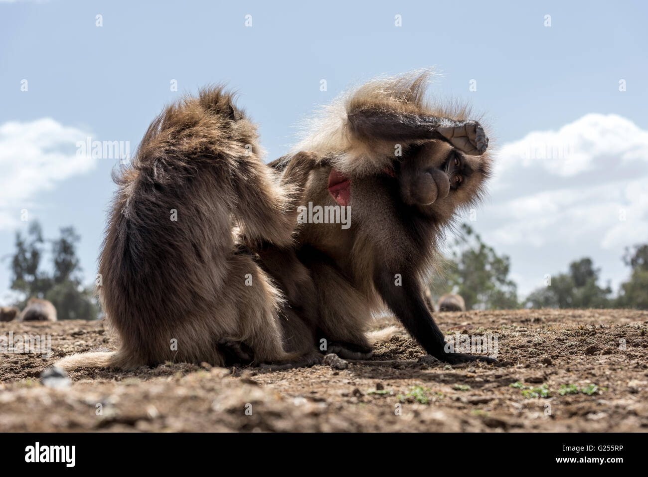 Scimmie Gelada toelettatura Simien Mountains National Park, Etiopia Foto Stock