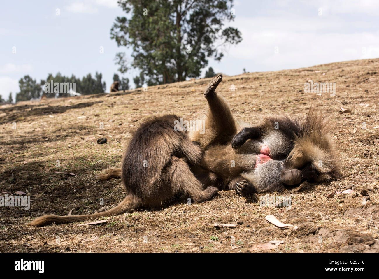 Scimmie Gelada toelettatura Simien Mountains National Park, Etiopia Foto Stock