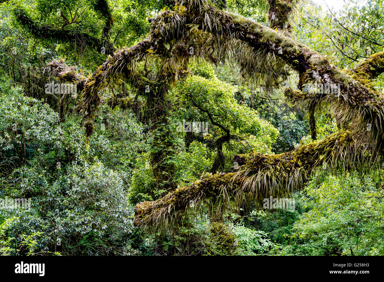 La foresta subtropicale nella periferia di Salta Argentina Foto Stock