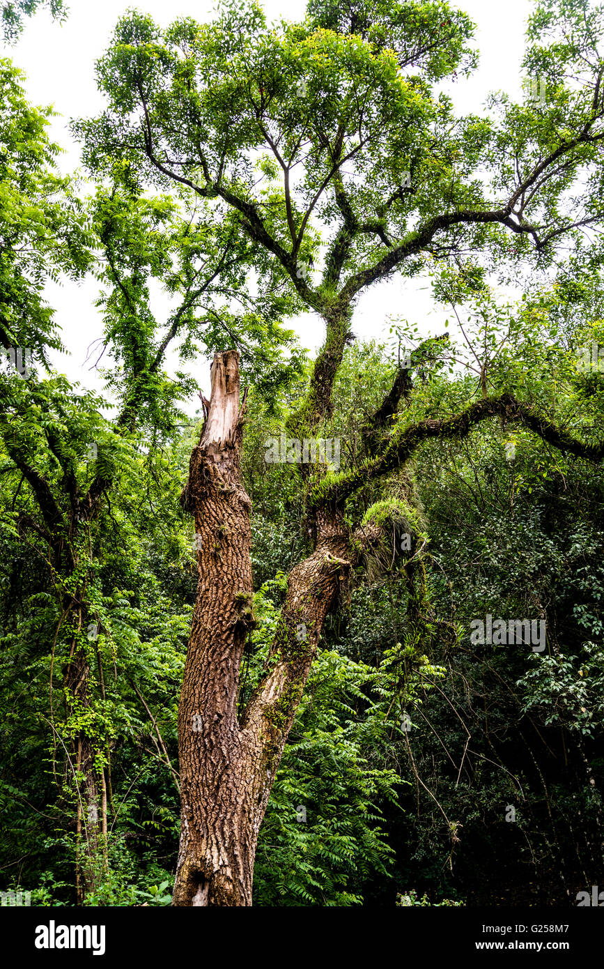 La foresta subtropicale nella periferia di Salta Argentina Foto Stock