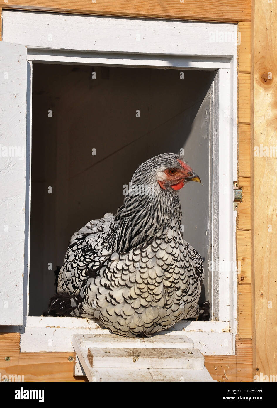 Wyandotte davanti a casa di pollo Foto Stock