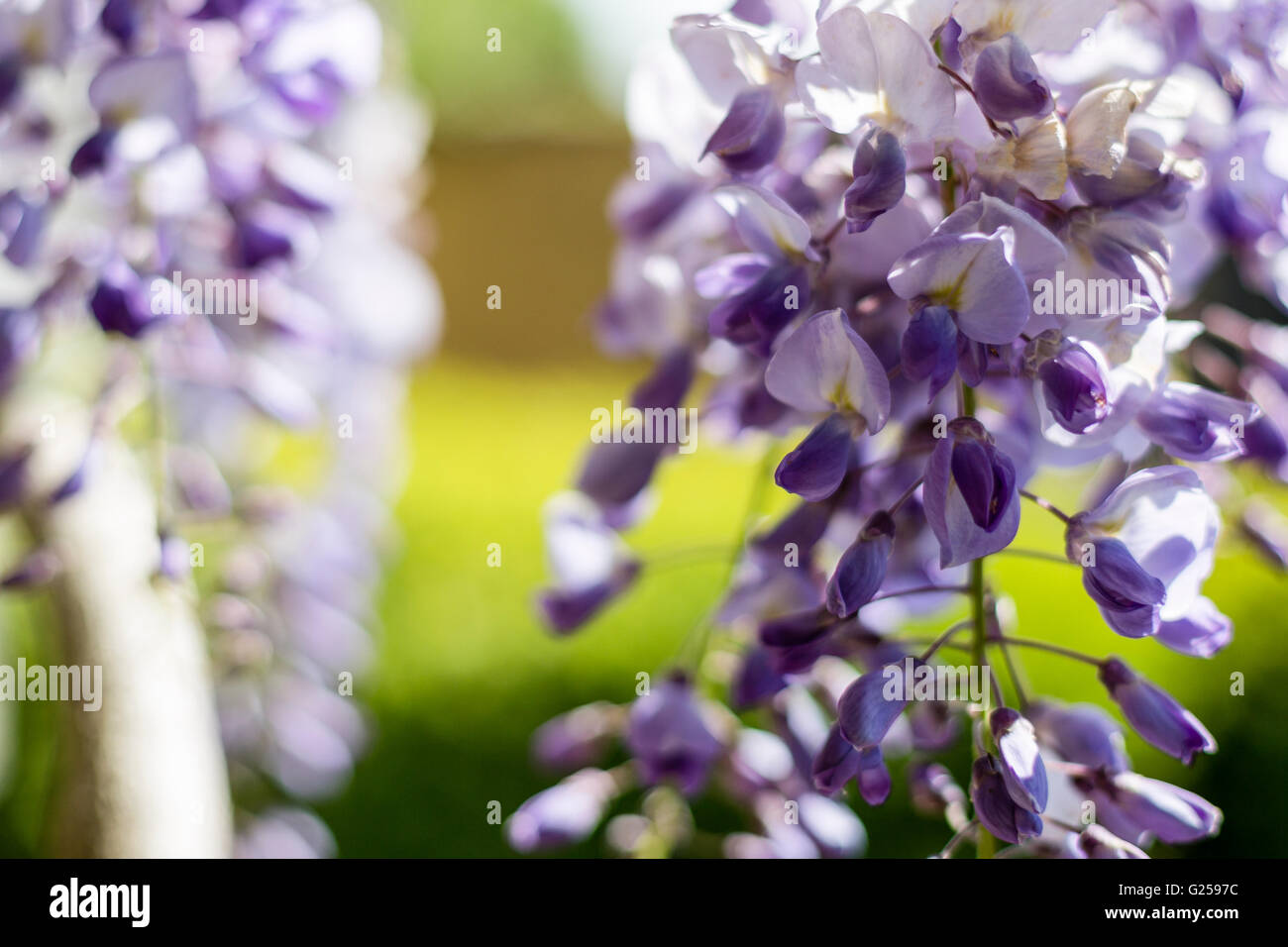 Il Glicine (Glicine) fiore close up Foto Stock