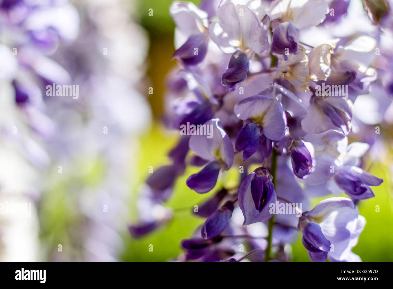 Il Glicine (Glicine) fiore close up Foto Stock