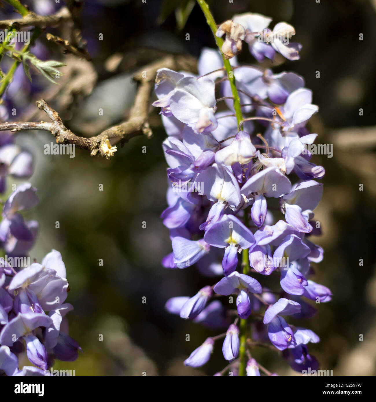 Il Glicine (Glicine) fiore close up Foto Stock
