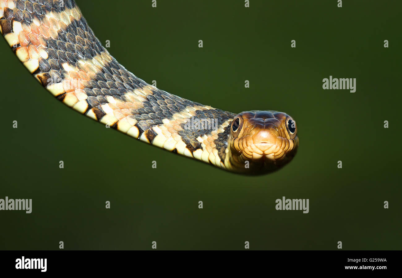 Ritratto di un serpente d'acqua a fasce della Florida (Nerodia fasciata pictiventris), Florida, Stati Uniti Foto Stock