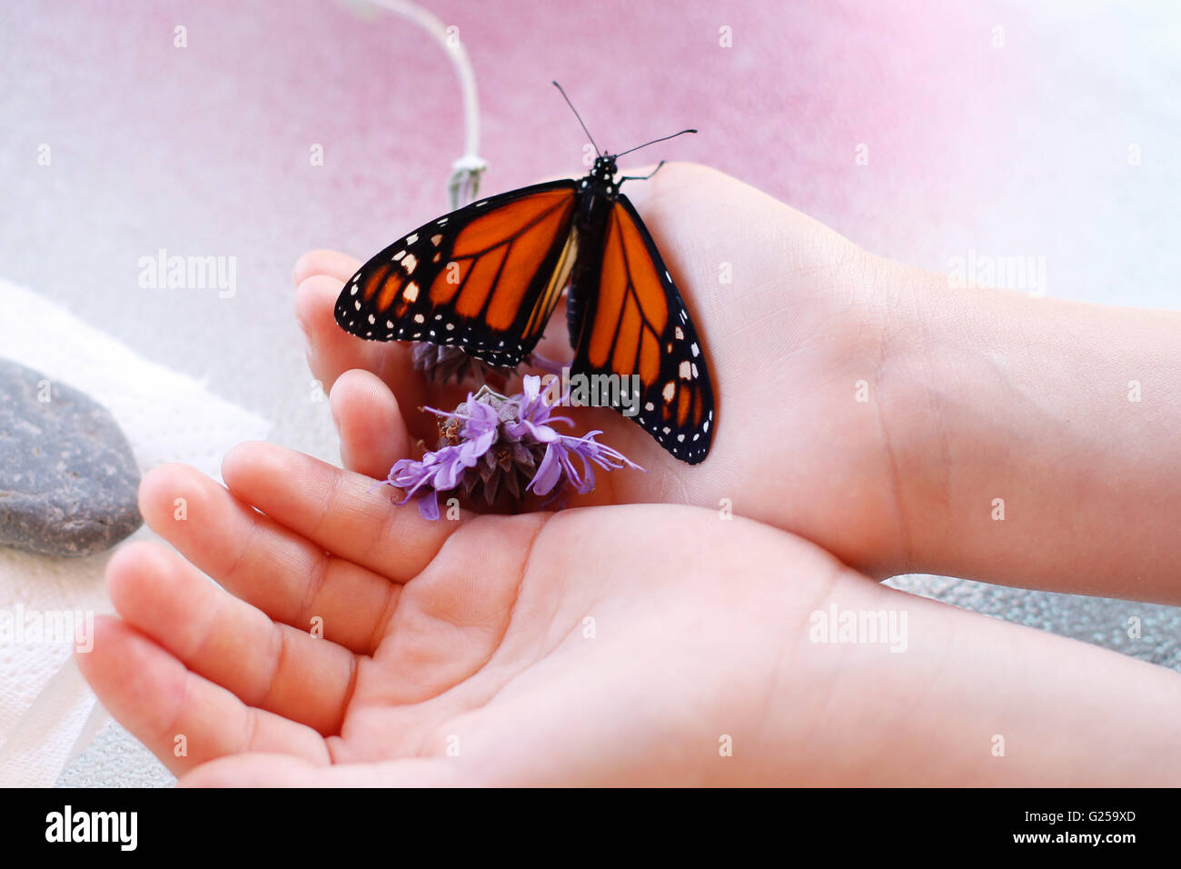 Close-up di un ragazzo in possesso di una farfalla e fiore nelle sue mani Foto Stock