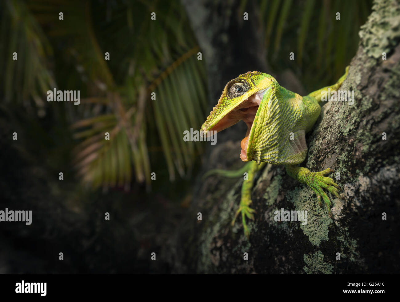 Knight Anole Lizard (Anolis equestris) su albero, le Everglades, Florida, Stati Uniti Foto Stock