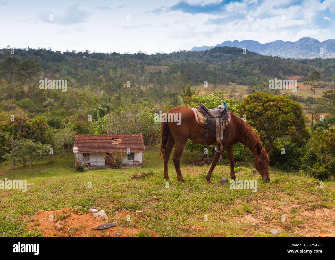 Cavallo al pascolo in Vinales, Pinar del Rio, Cuba Foto Stock