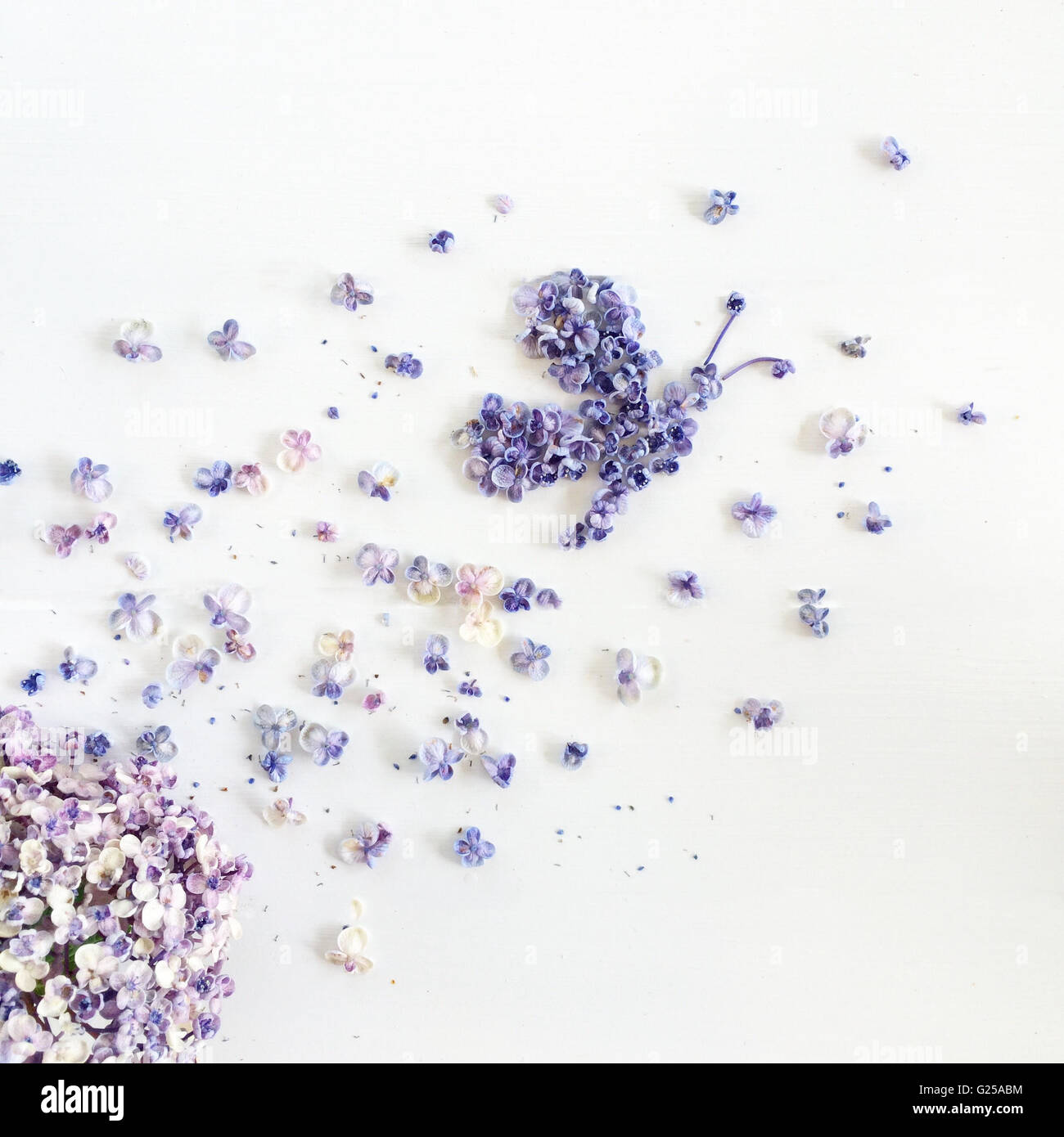 Conceptual butterfly flying dal hydrangea fiori Foto Stock