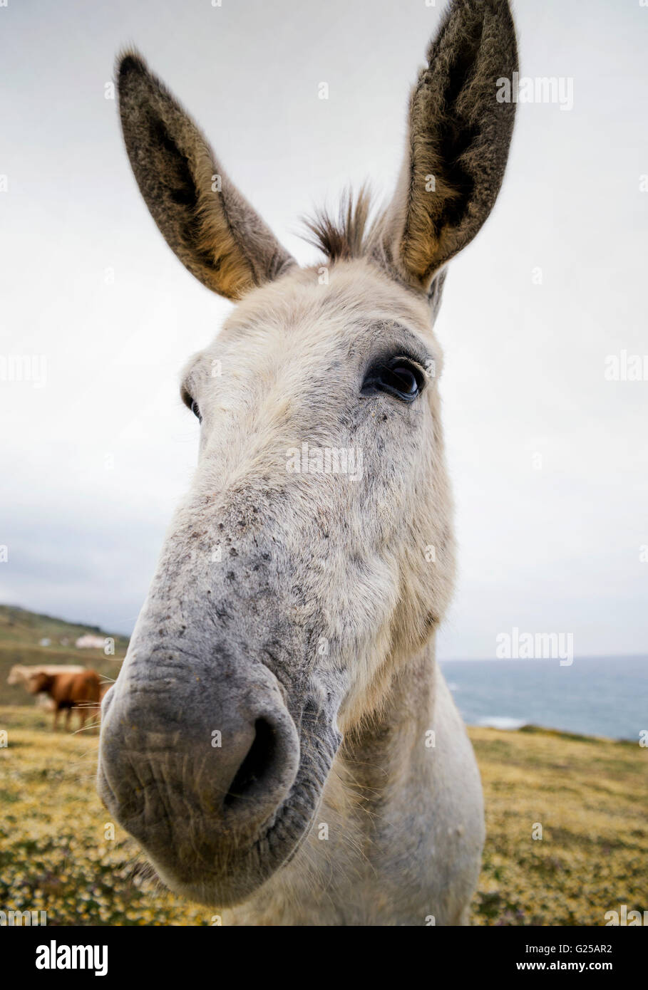 Ritratto di un asino in campo, Tarifa, Cadice, Andalusia, Spagna Foto Stock