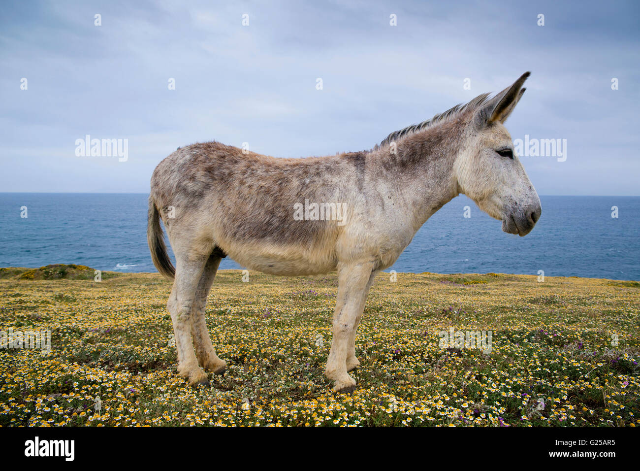Ritratto di un asino in piedi in campo, Tarifa, Cadice, Andalusia, Spagna Foto Stock