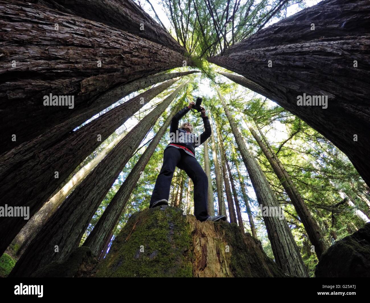 Donna fotografare gli alberi di sequoia, California, America, STATI UNITI D'AMERICA Foto Stock